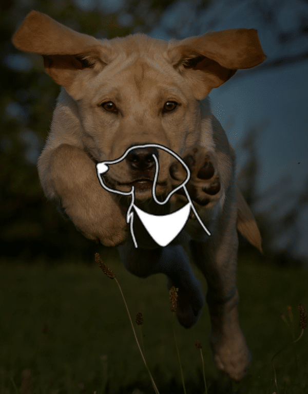 Captura del proyecto Hi Mr Doggy — diseño web en Sevilla por JC Páginas Web